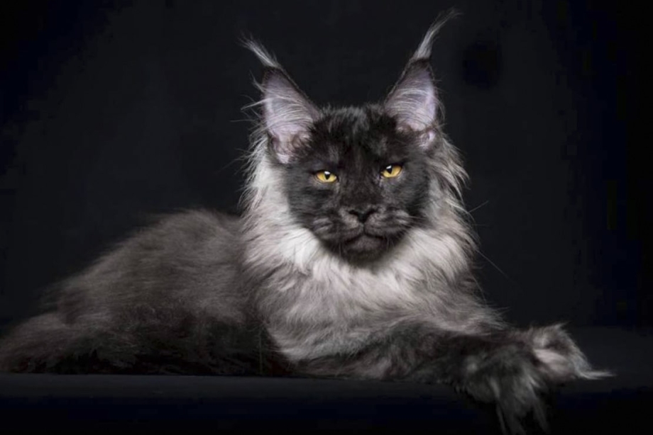 Кошка Мейн кун