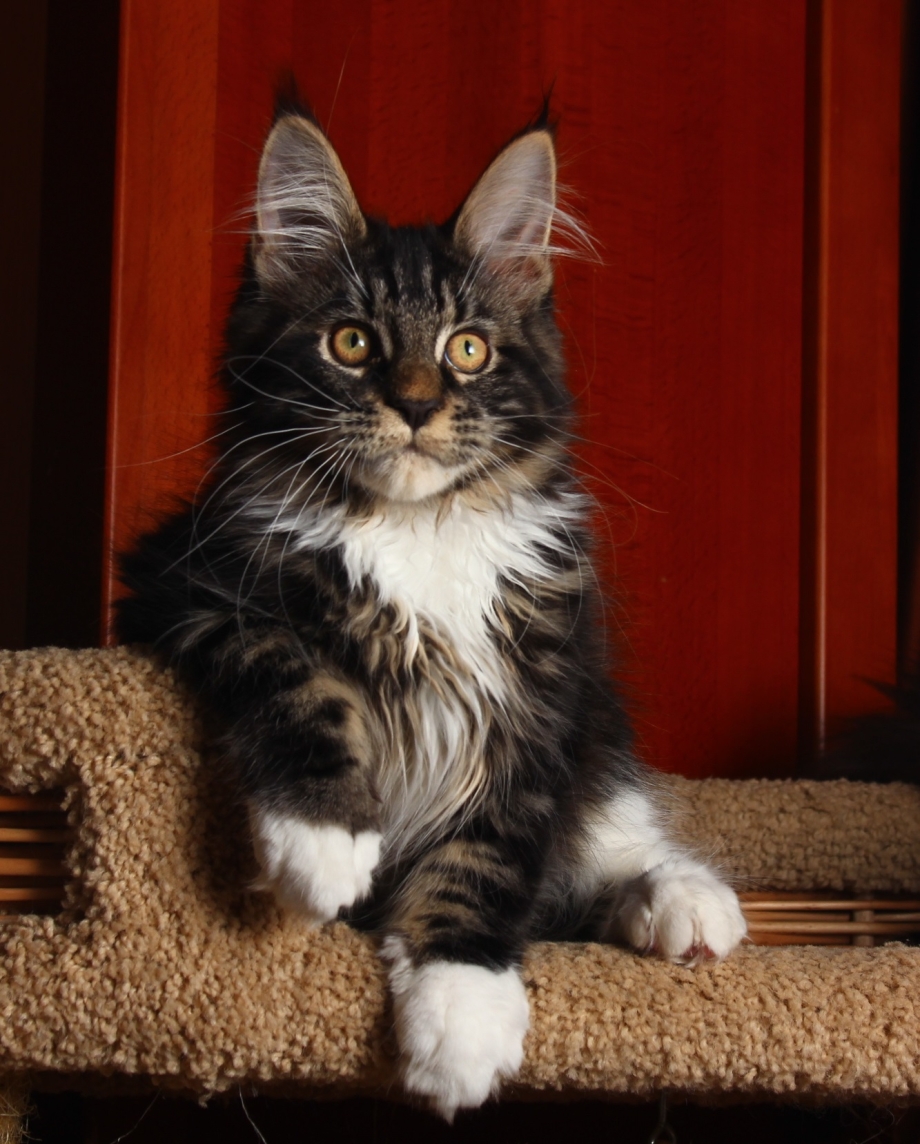 Кошка Мейн кун с котятами
