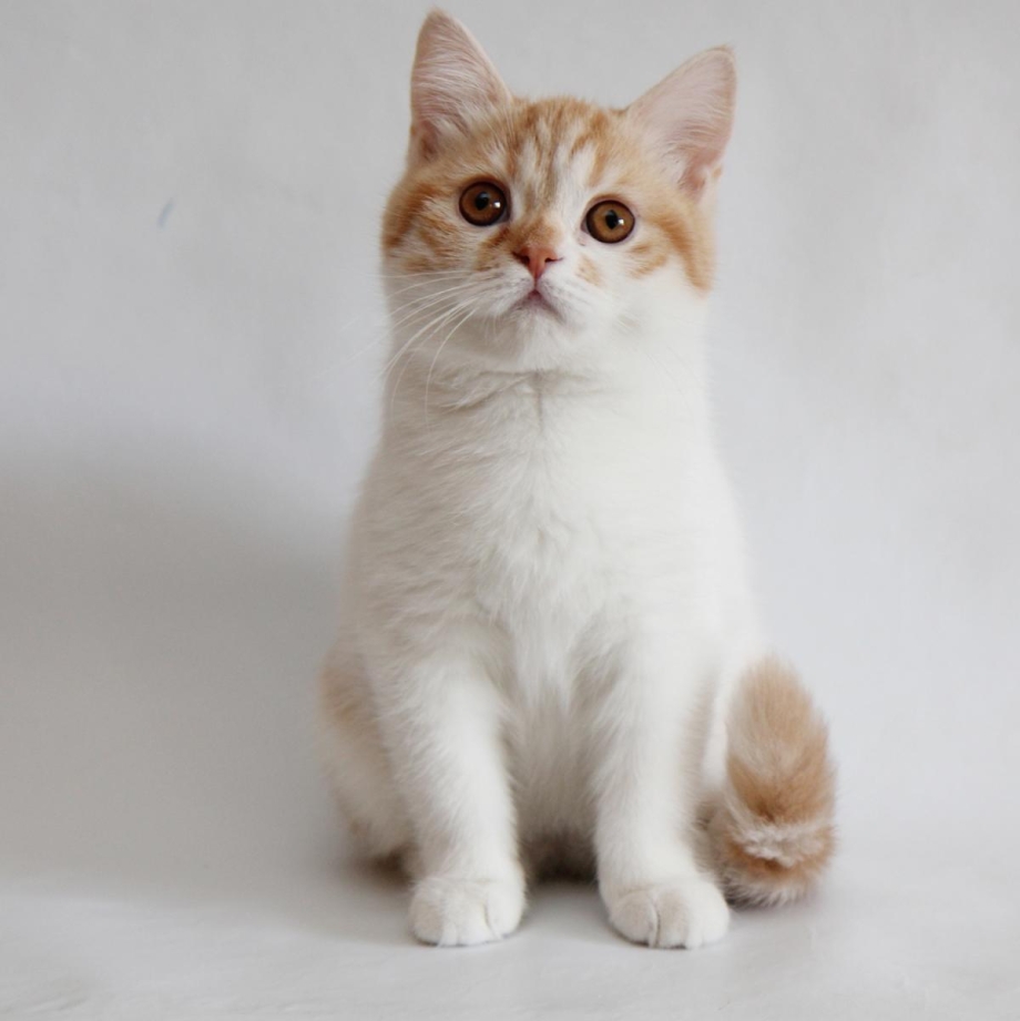 Шотландская скоттиш страйт шиншилла
