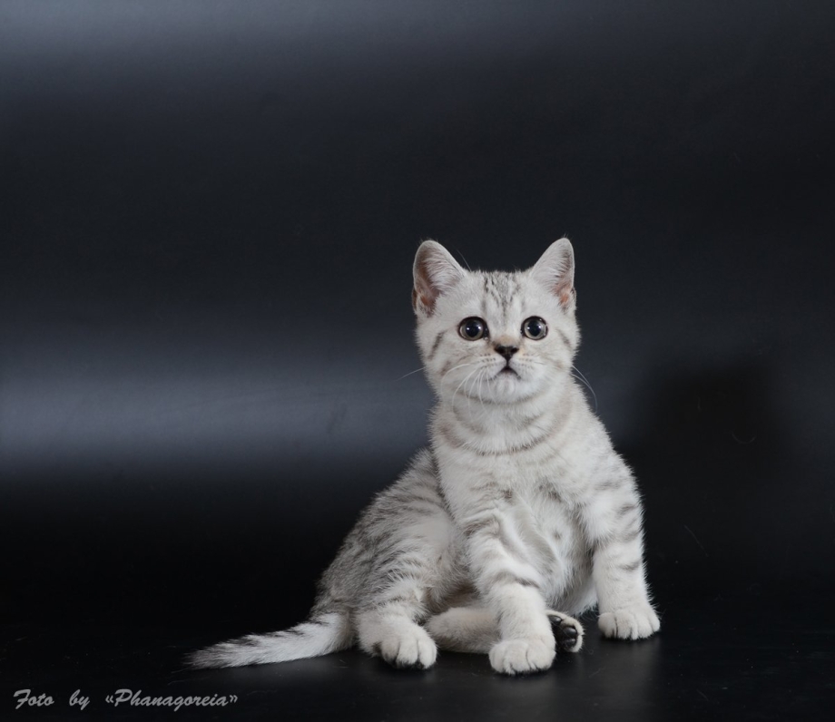Выставка кошек скоттиш страйт