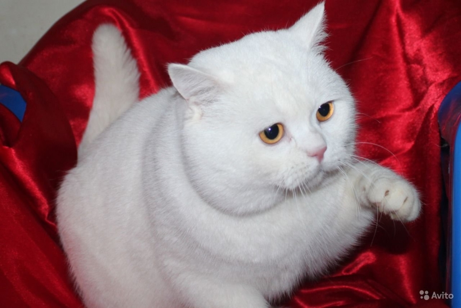Шотландская прямоухая кошка белая