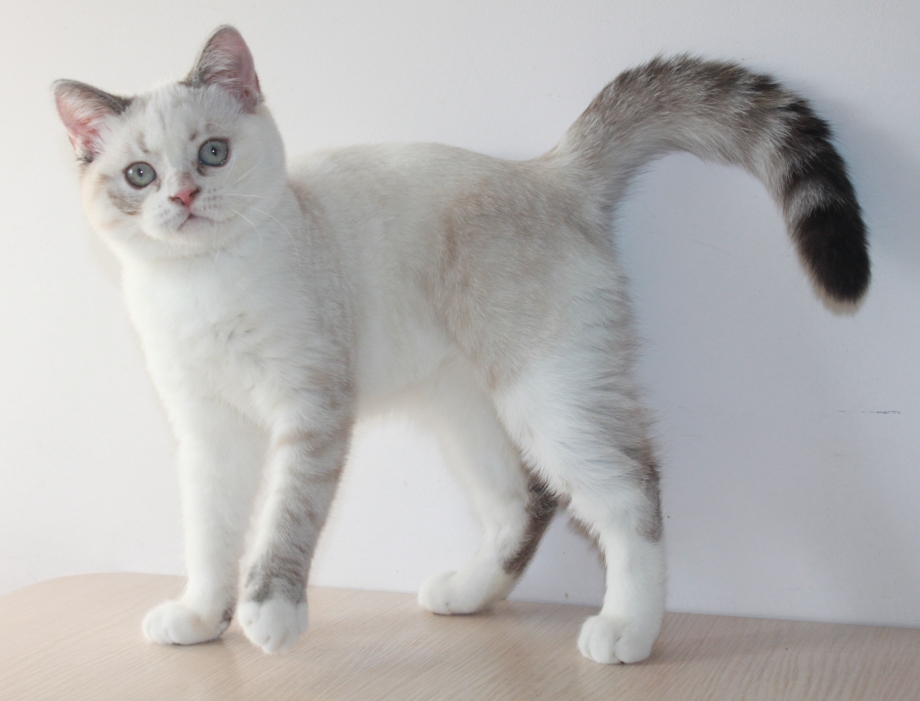Шотландский скоттиш страйт серый