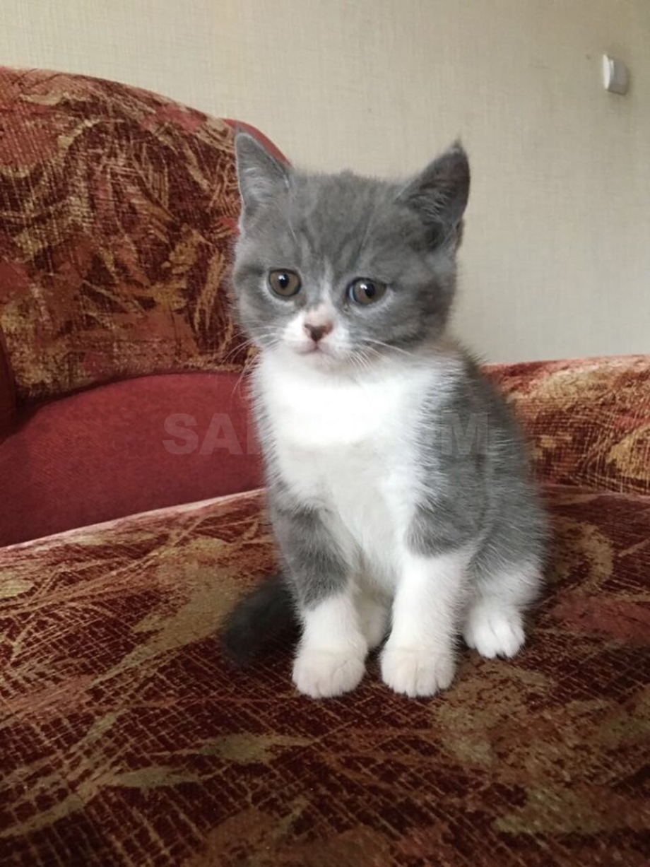 Скоттиш-страйт - Шотландская прямоухая кошка красная