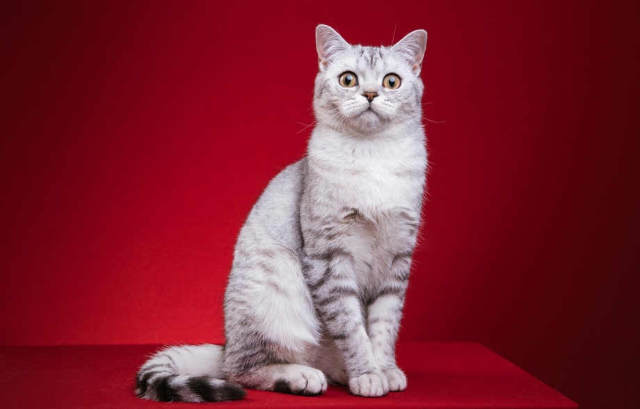 Шотландский кот прямоухий серый