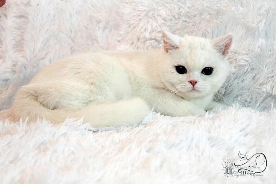 Шотландская прямоухая кошка белая