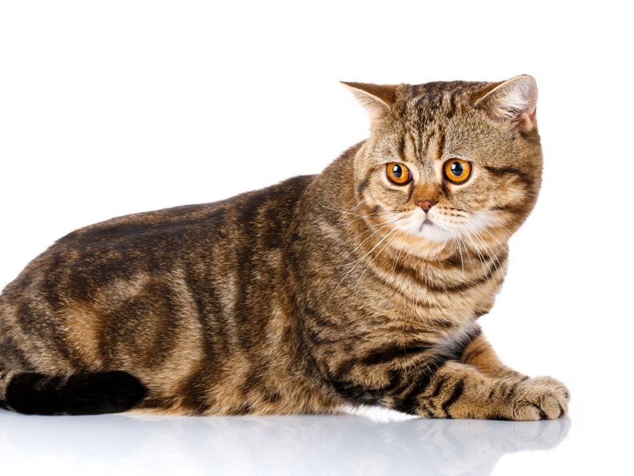 Шотландская кошка страйт
