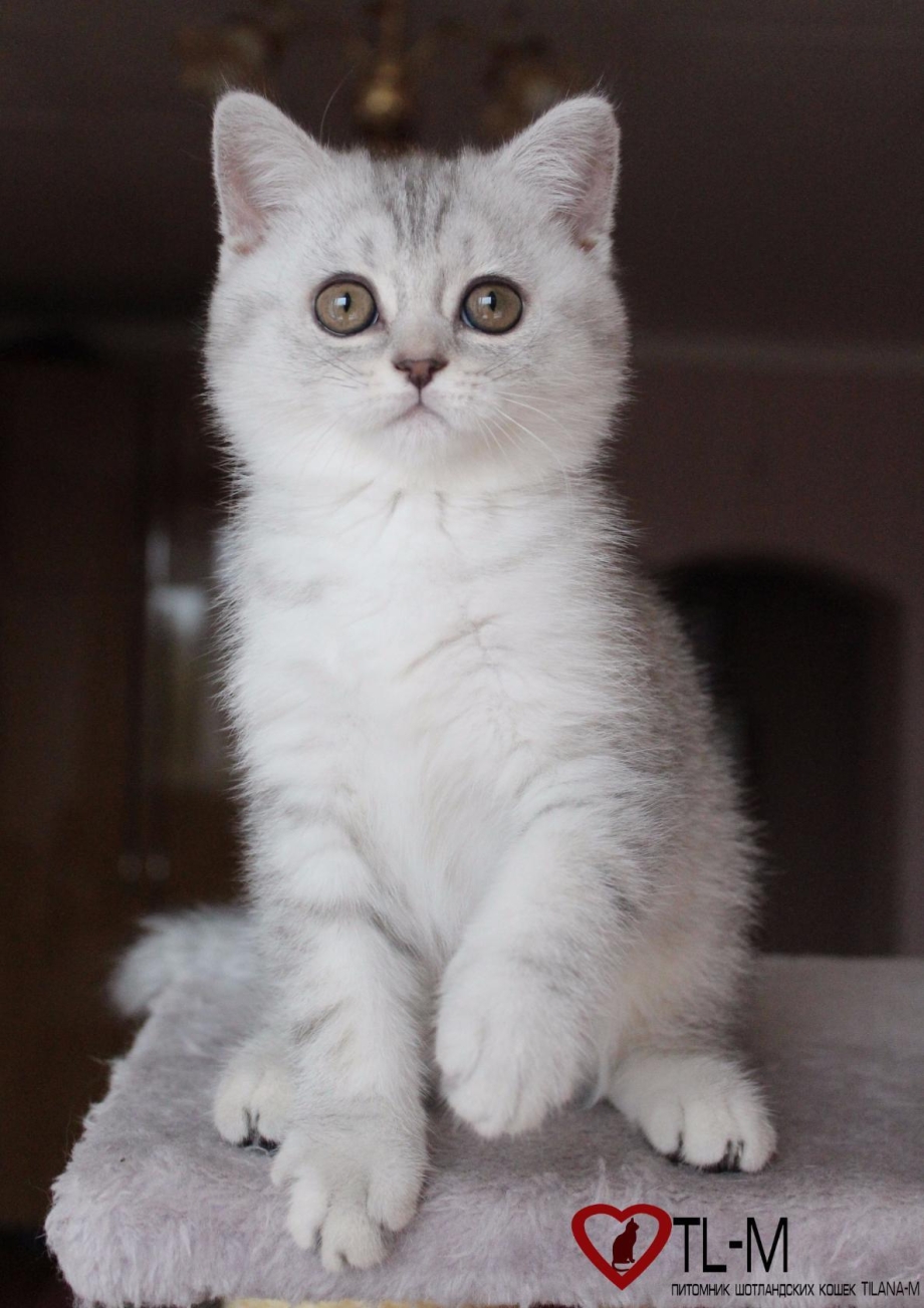 Шотландская прямоухая кошка белая