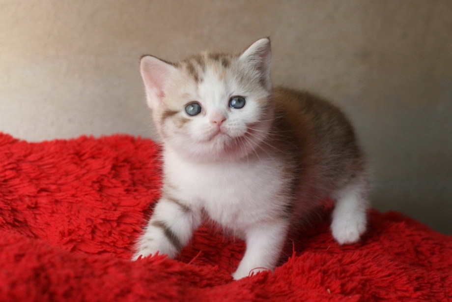Скоттиш страйт котенок серый
