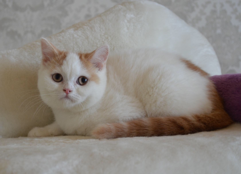 Шотландская кошка страйт