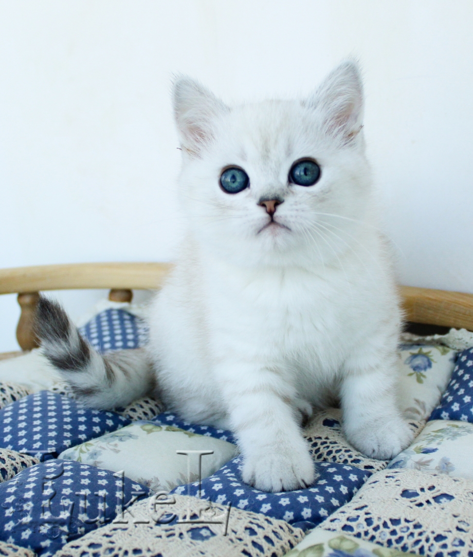Шотландская скоттиш страйт кошка белая