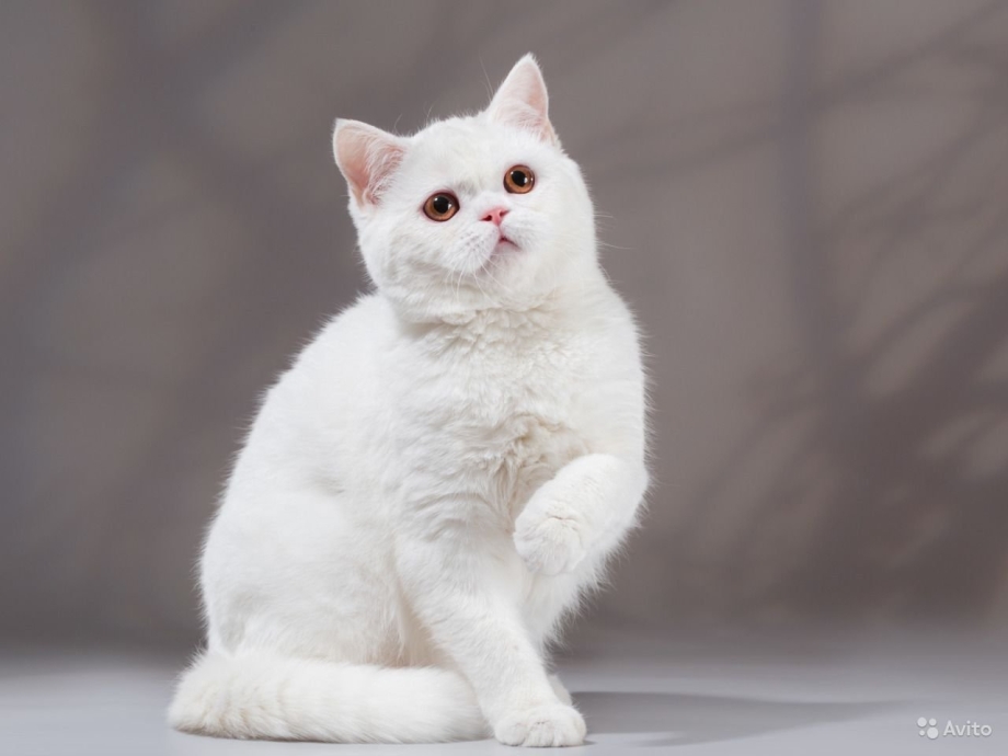 Шотландская короткошёрстная кошка белая
