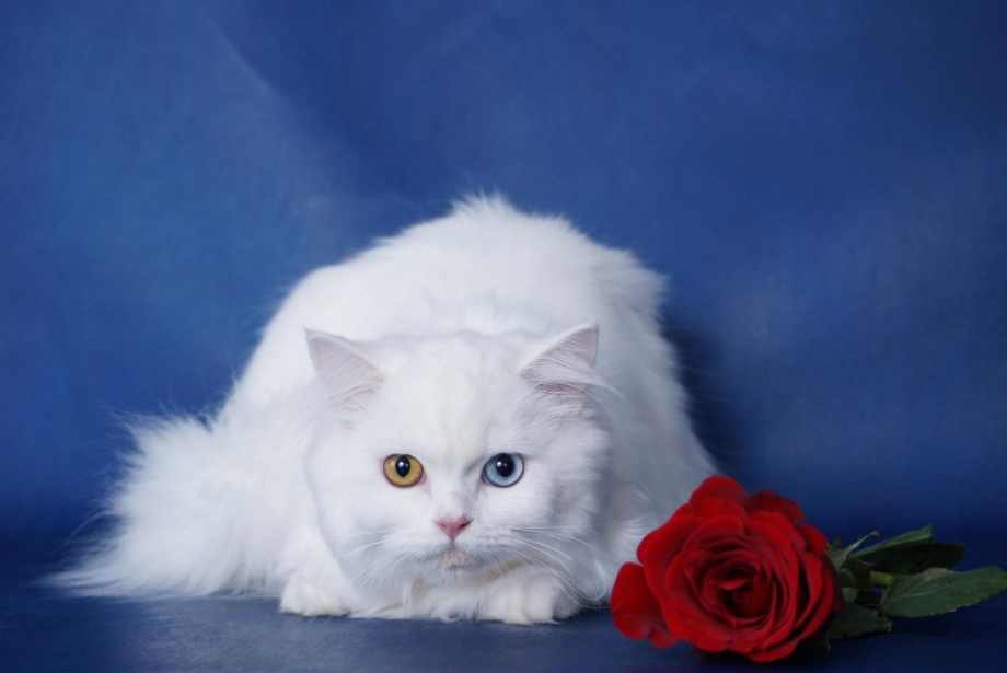 Шотландский скотчштрайд