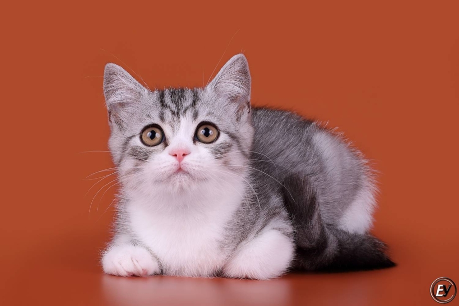 Белый шотландский кот страйт