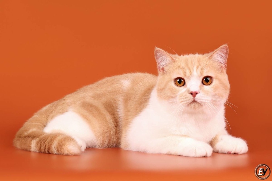 Белый шотландский кот страйт