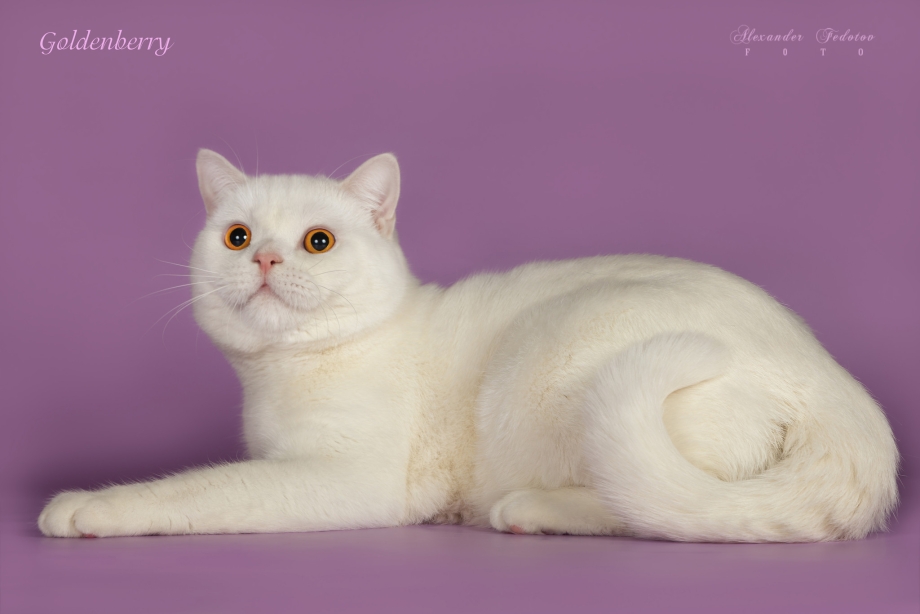 Шотландский скоттиш страйт белый