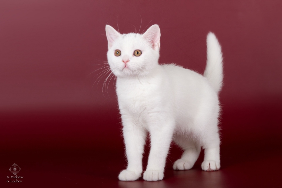 Шотландская прямоухая кошка белая