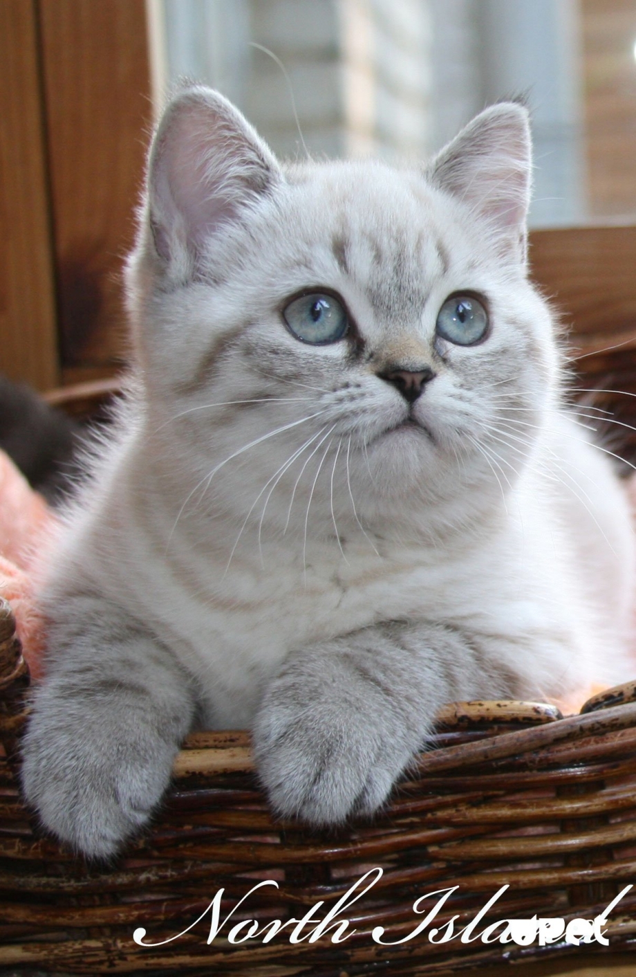 Шотландский скоттиш страйт серебристая шиншилла