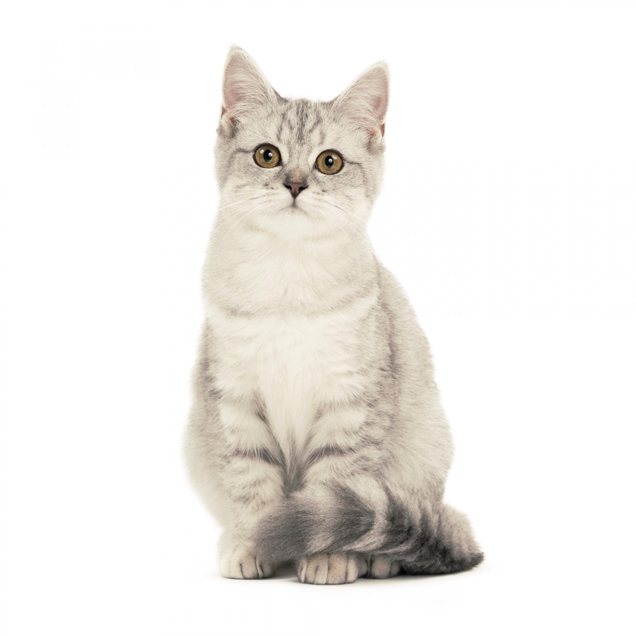 Шотландская кошка прямоухая