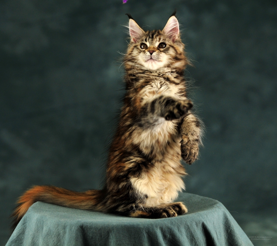 Кошка Мейн кун