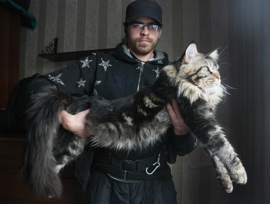 Кот Мейн кун с человеком