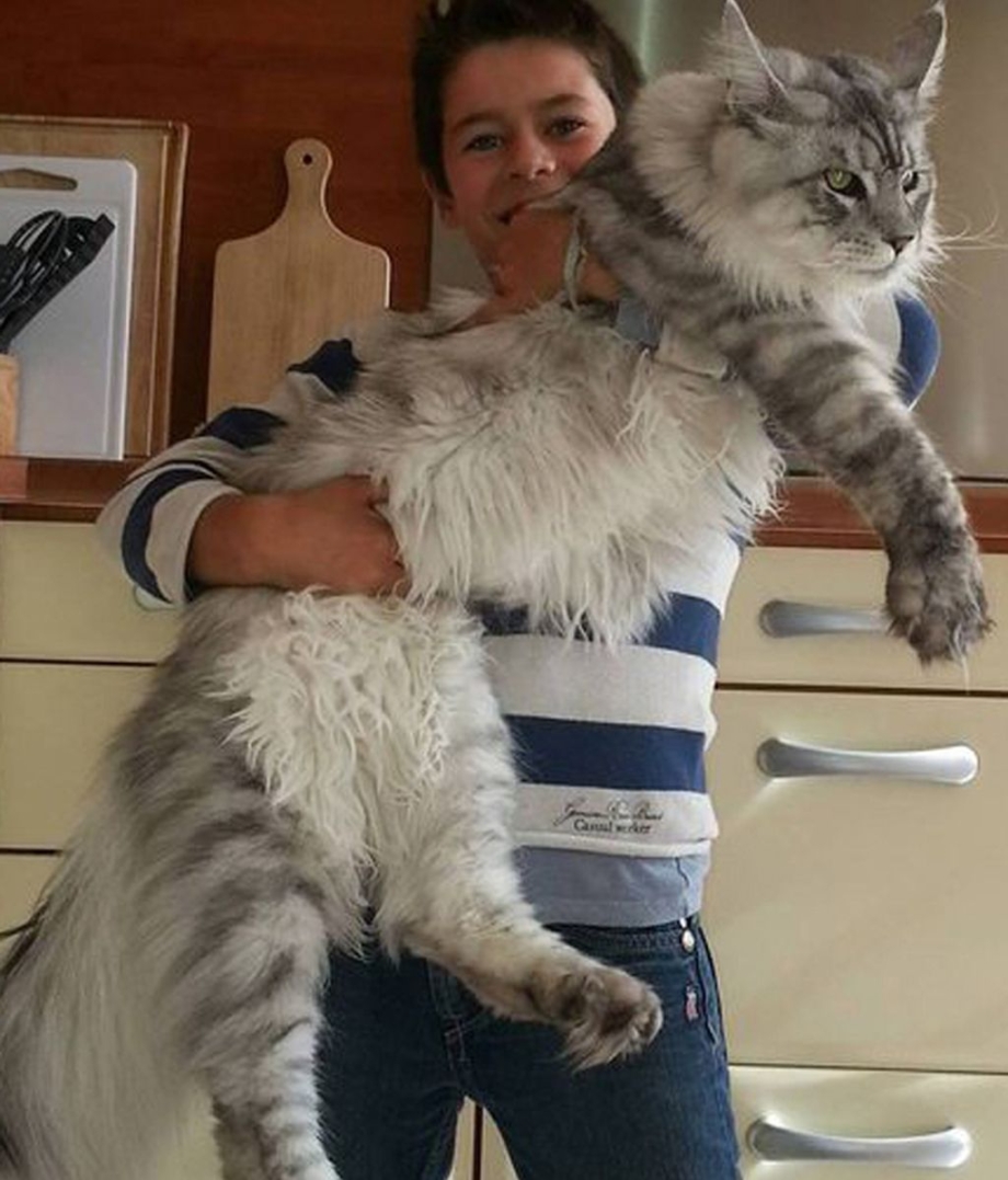 Крупные коты Мейн кун