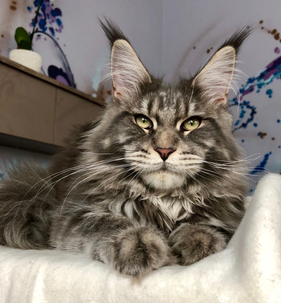 Редкий кот Мейн кун