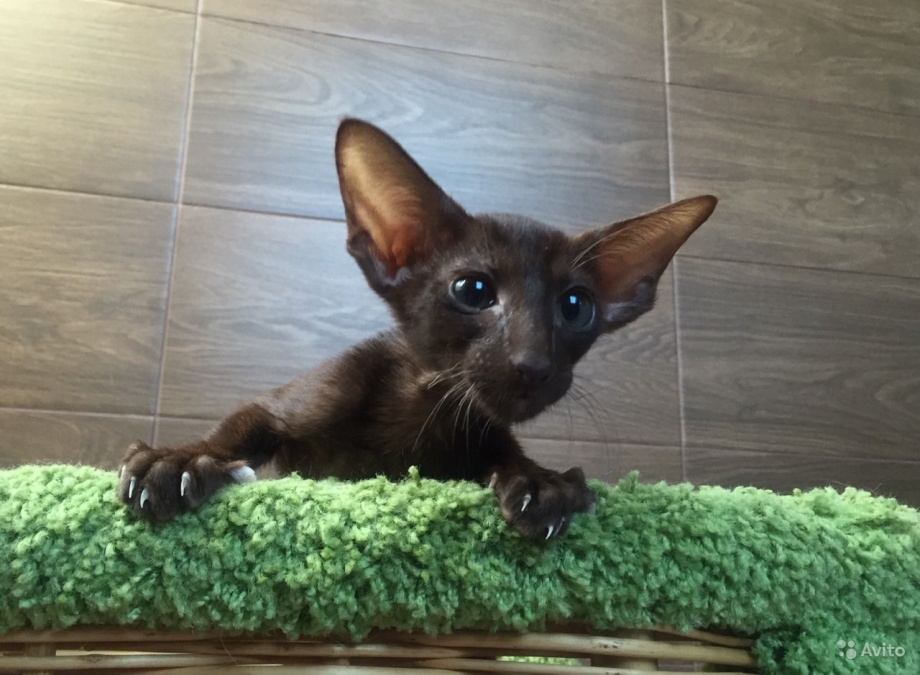 Маленькие котята Гавана