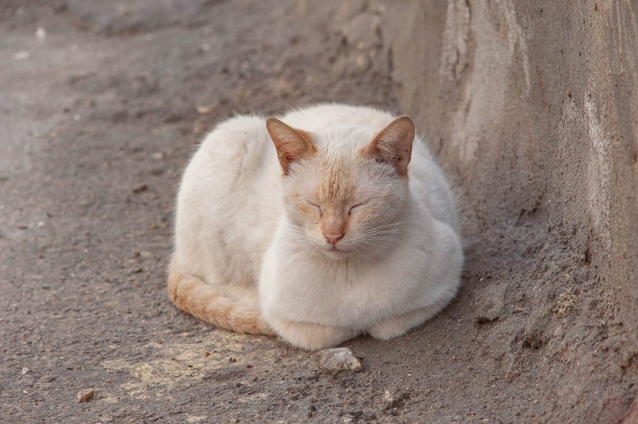 Тайский кот Лайлак Пойнт