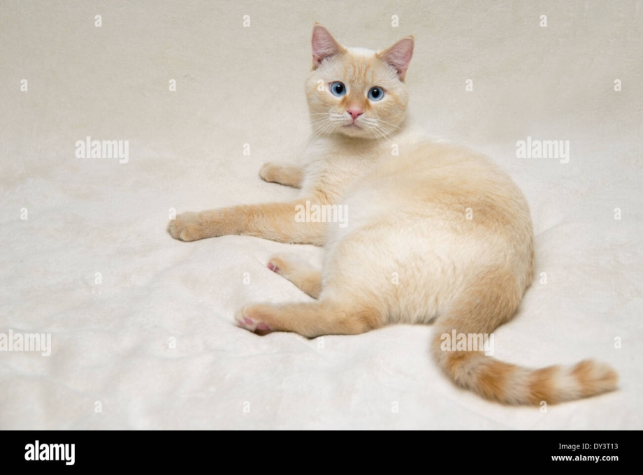 Сиамская кошка ред Пойнт