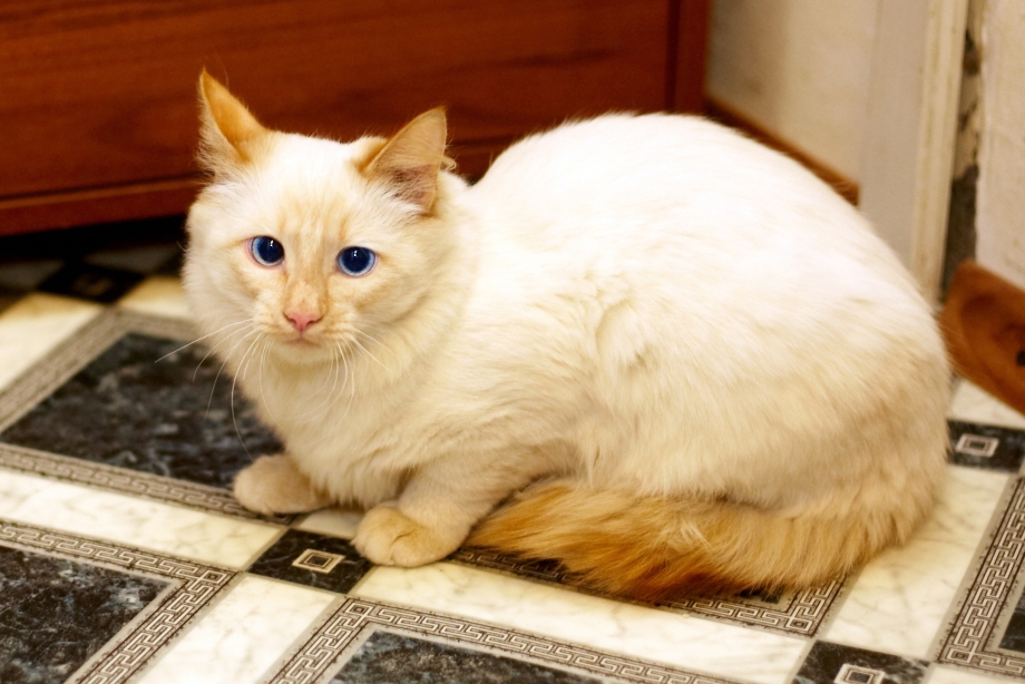 Сиамская кошка ред Пойнт