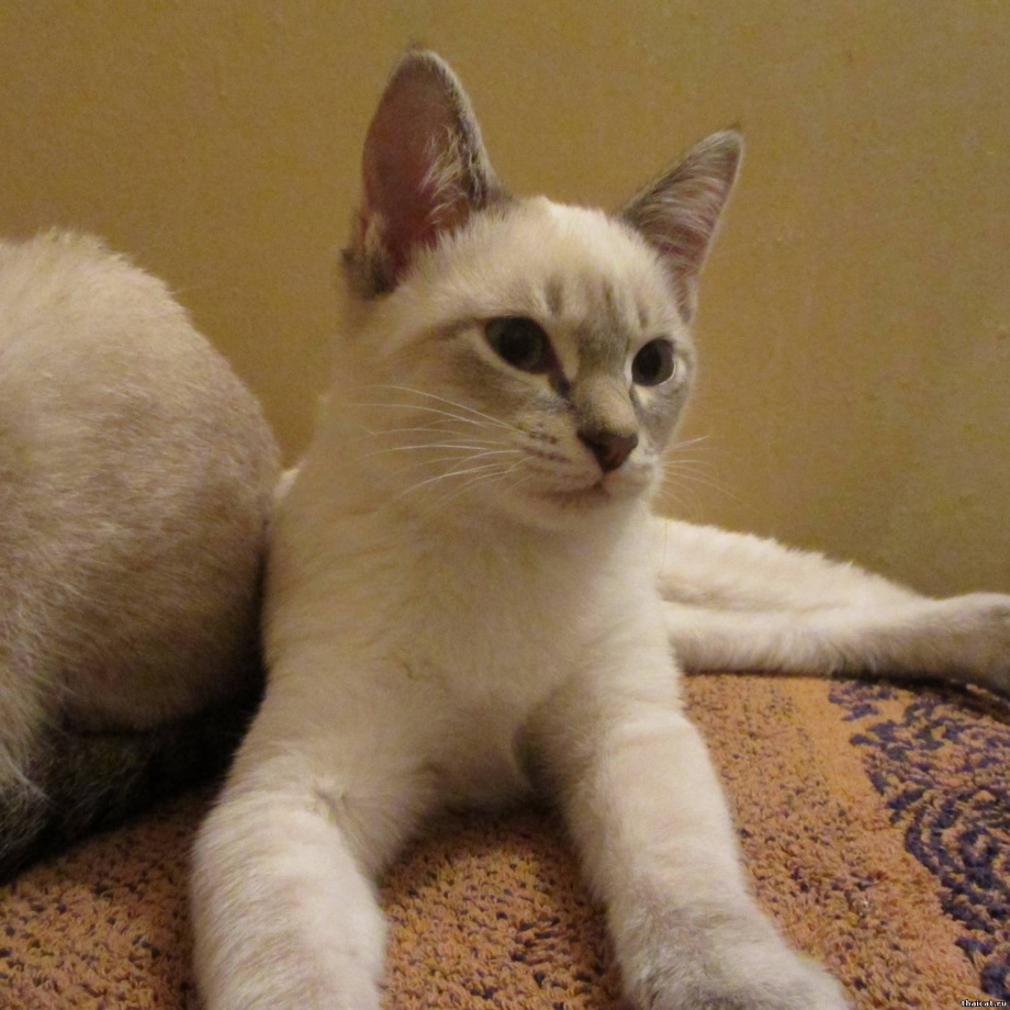 Тайская кошка фавн Пойнт