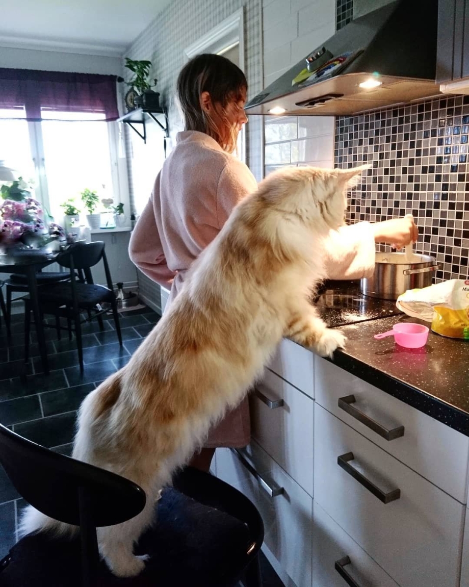 Большой кот Мейн кун