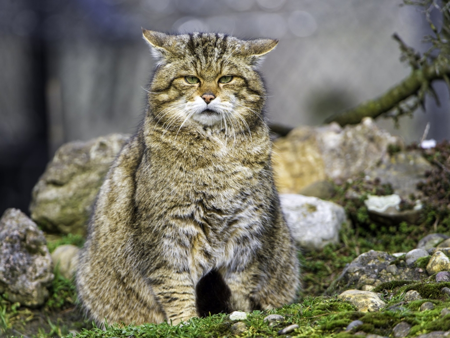 Шотландская Лесная кошка