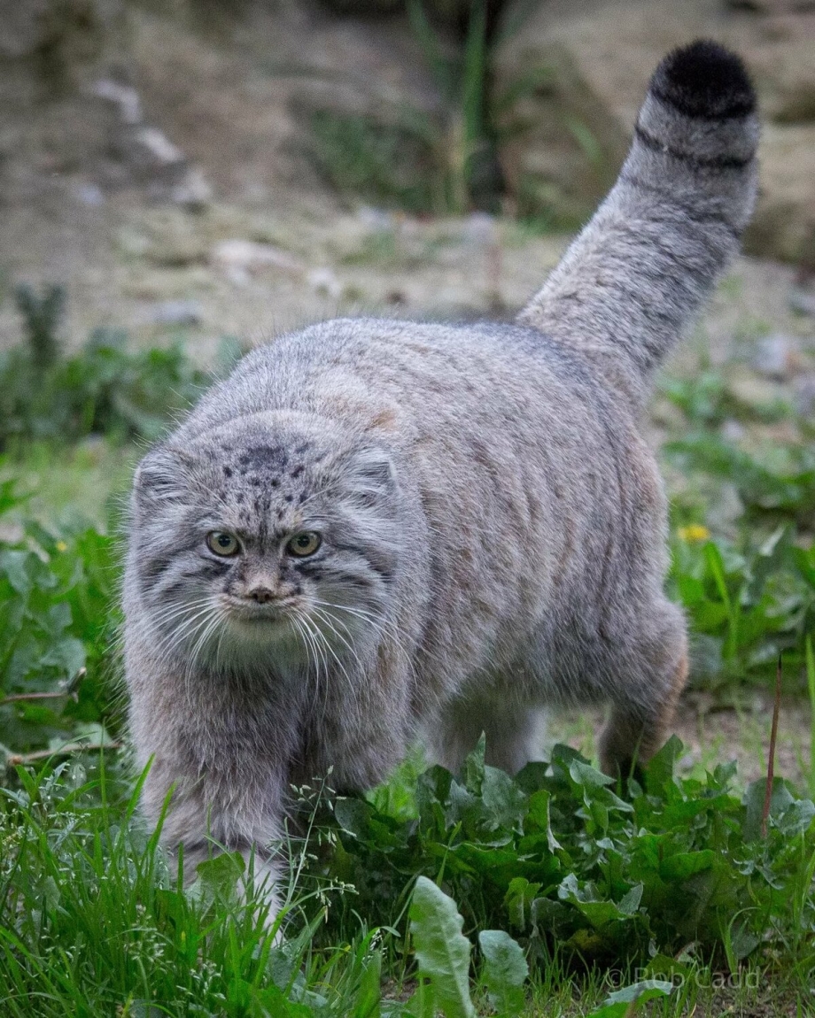 Манул (палласов кот)