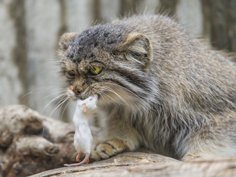 Манул Felis manul