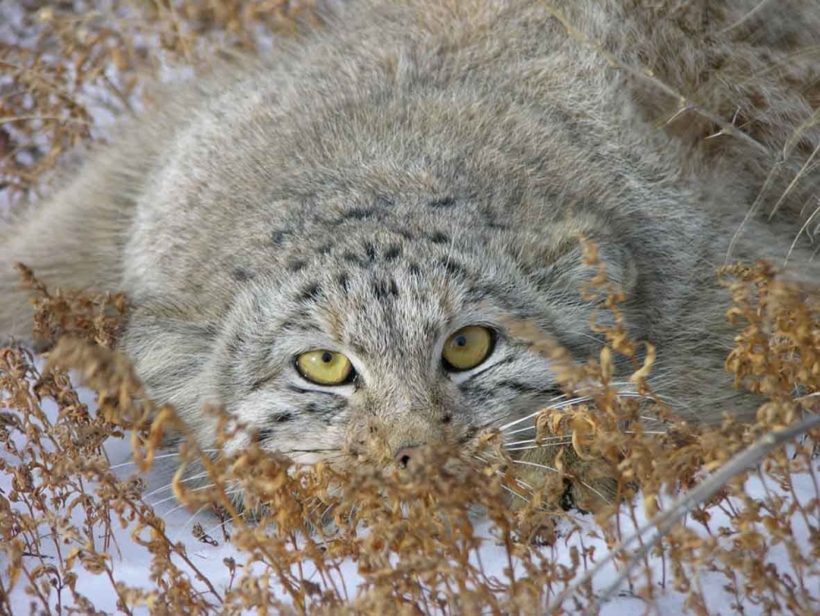 Горный кот Манул