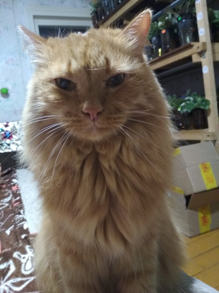 Морские котики Безверхово