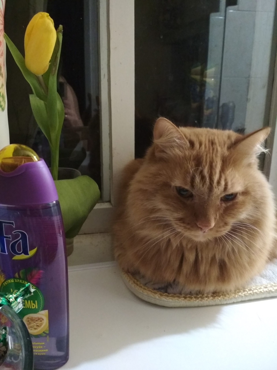 Северный морской котик лежбище