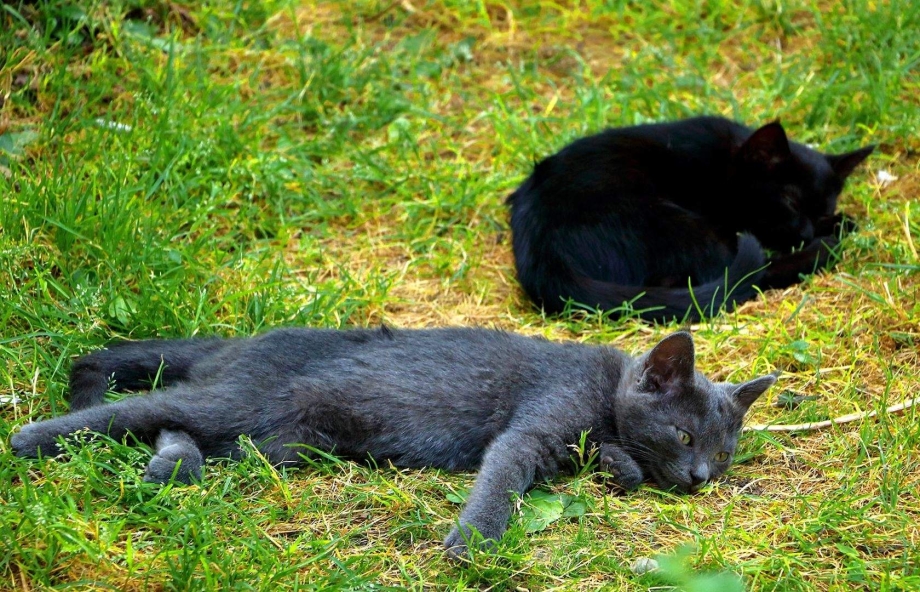 Лежбище котов