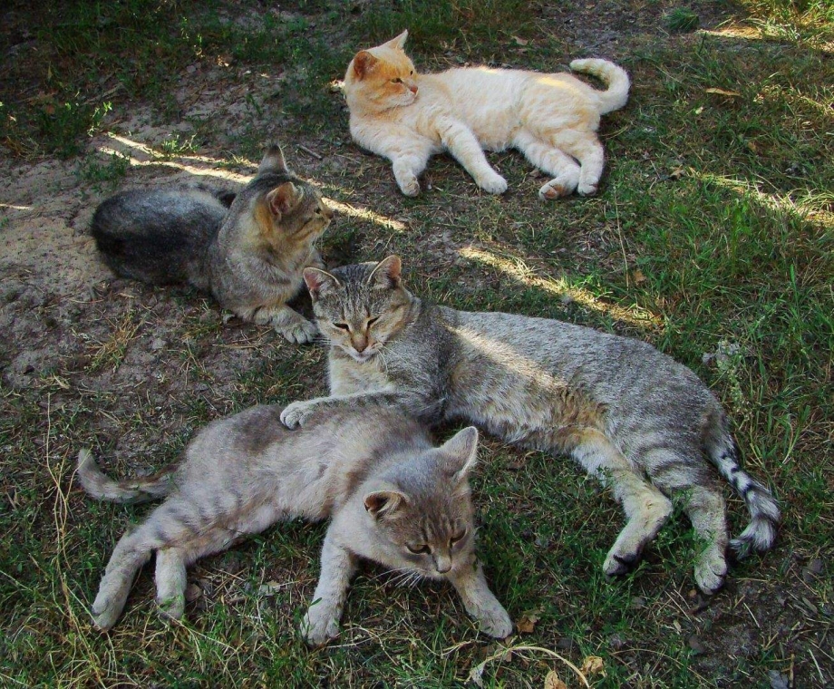 Морские котики лежбище