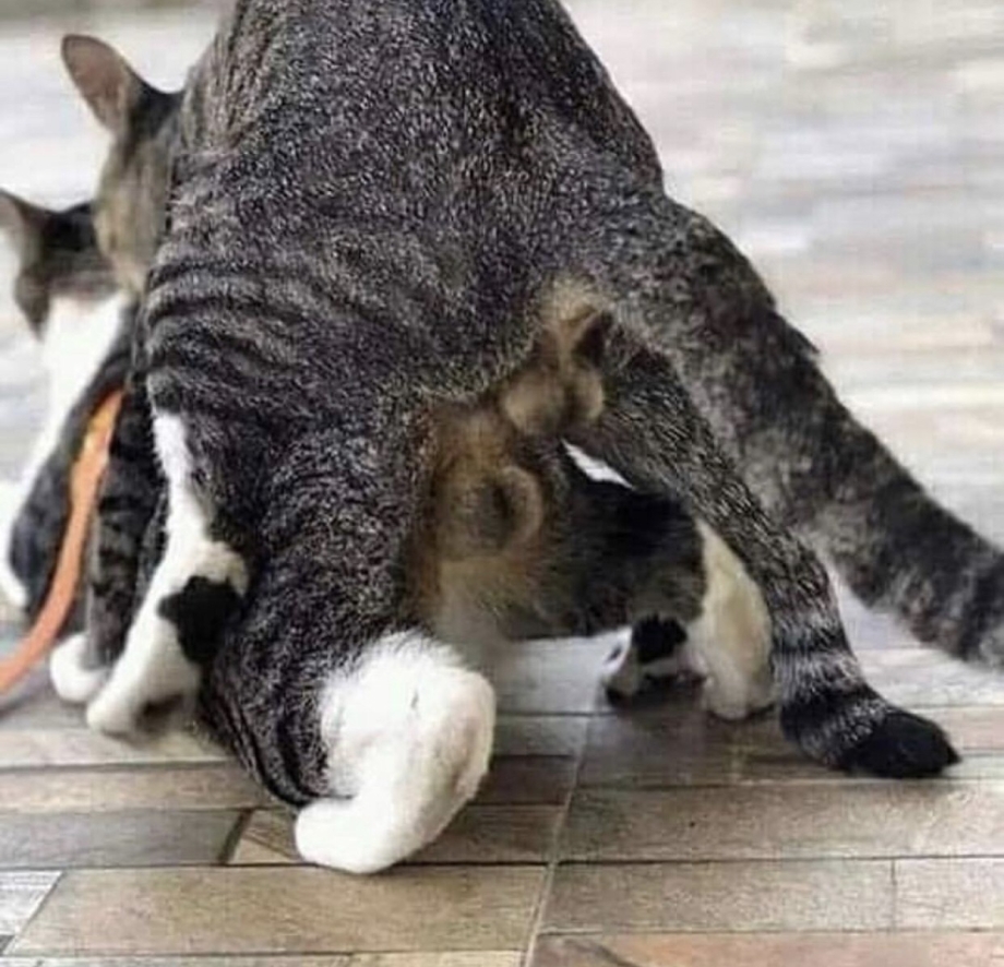 Кот вылизывается