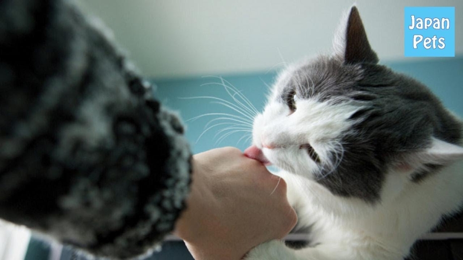 Котенок лижет