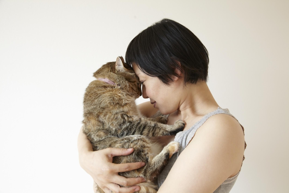 Кошка домашний любимец