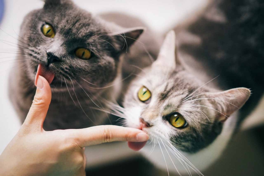 Агрессия у котов