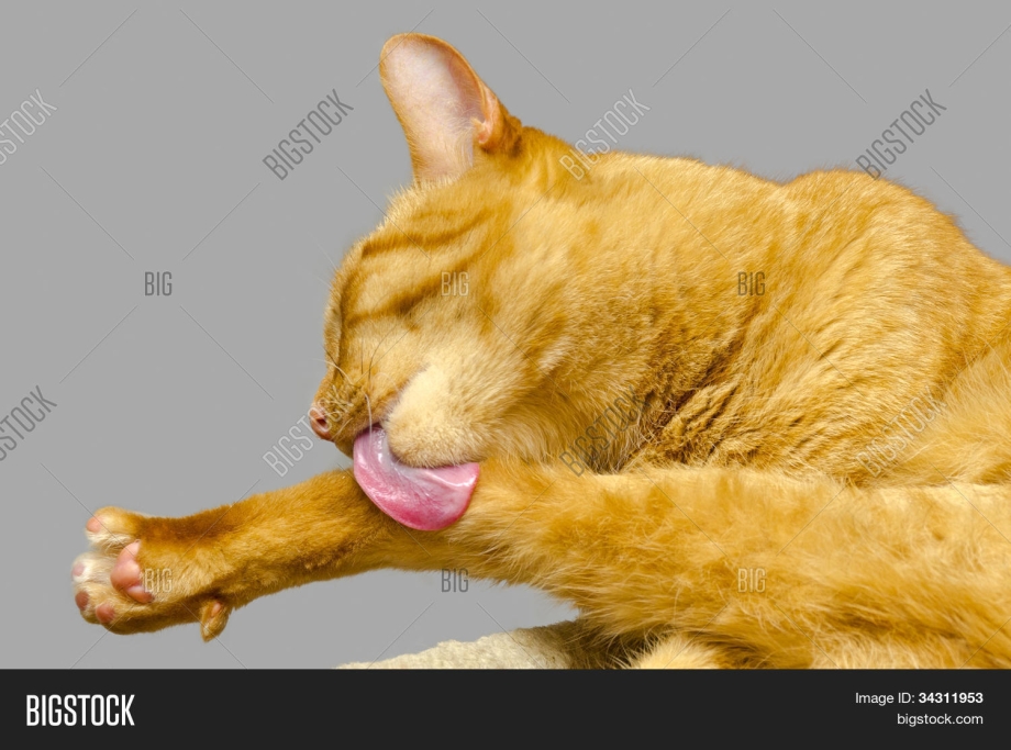 Кошка лижет шерсть