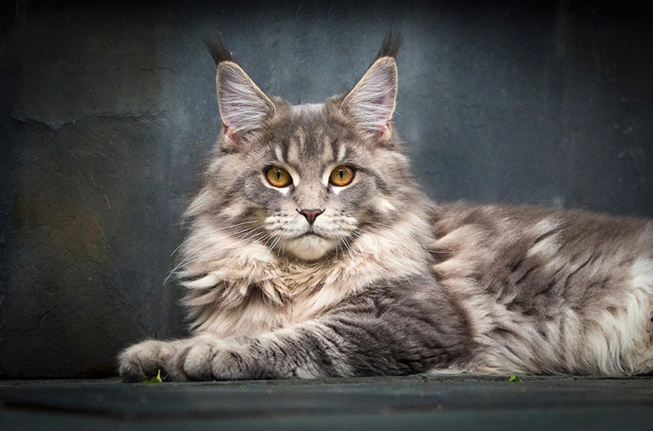 Кот Мейн кун
