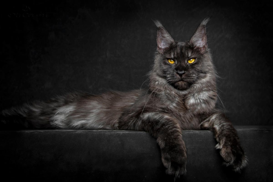 Кошка Мейн кун