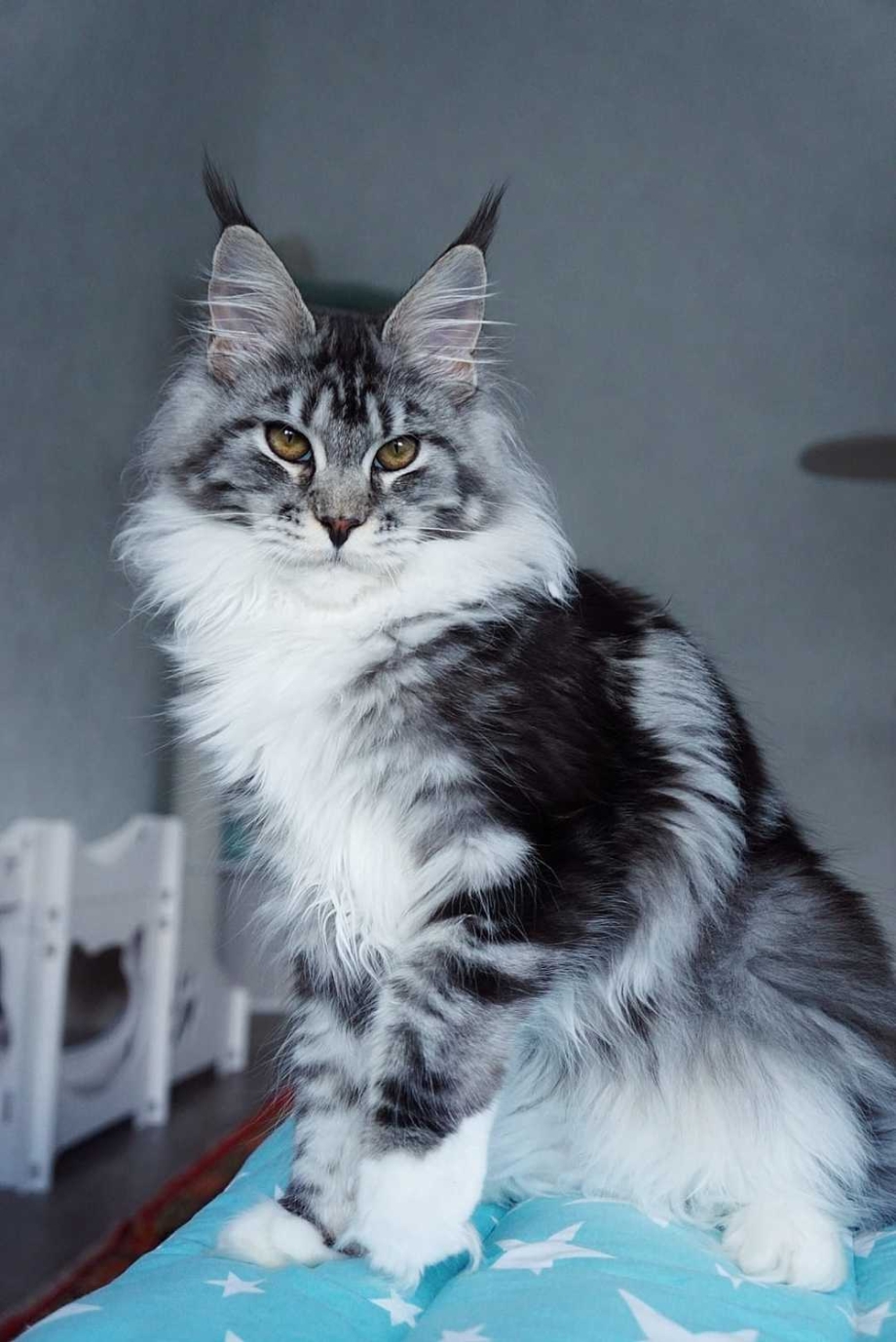 Серебряный табби Мейн кун