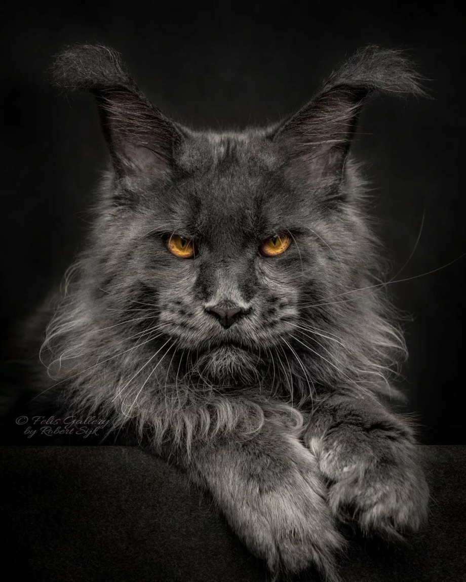 Мейнкун кот