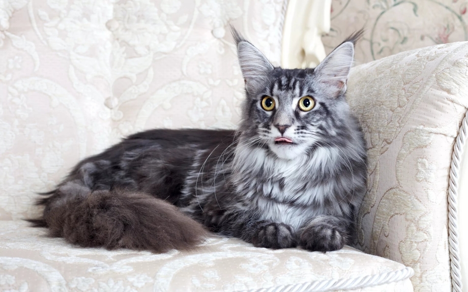 Кот Мейн кун серый полосатый